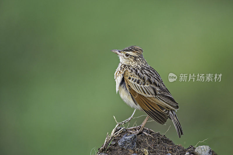 红枕云雀(Mirafra africana)是云雀科云雀的一种。肯尼亚马赛马拉国家保护区